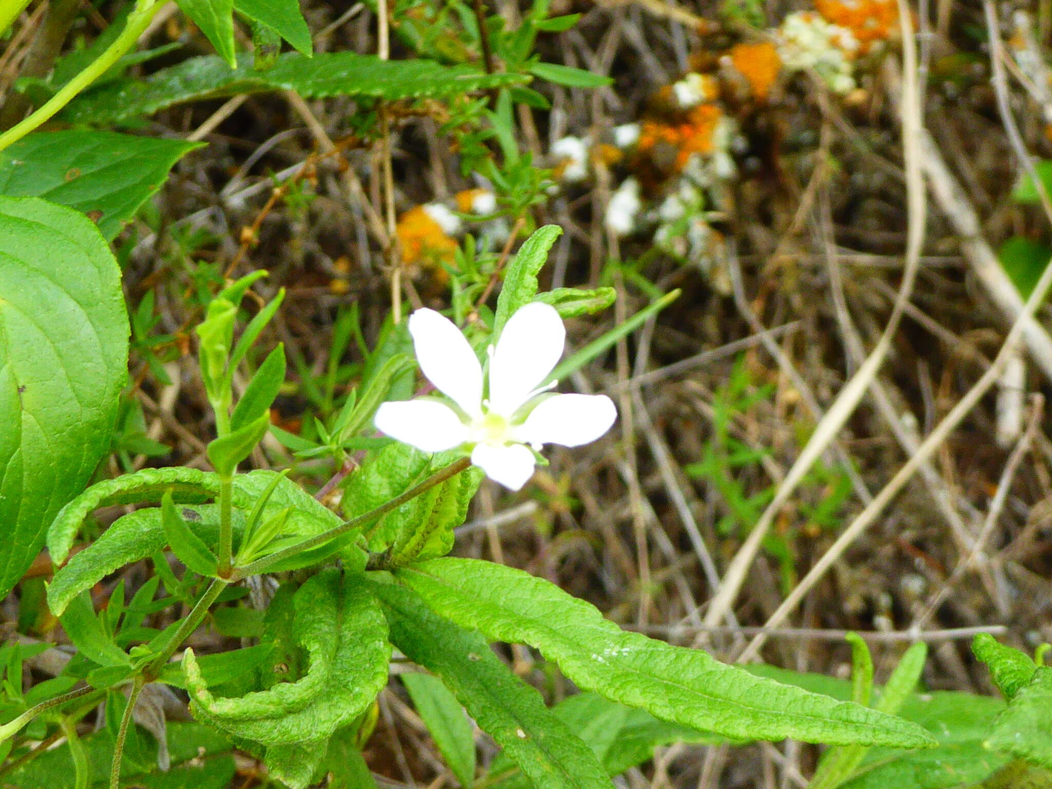 Слика од Arenaria soratensis Rohrb.