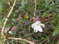 Imagem de Silene latifolia Poir.