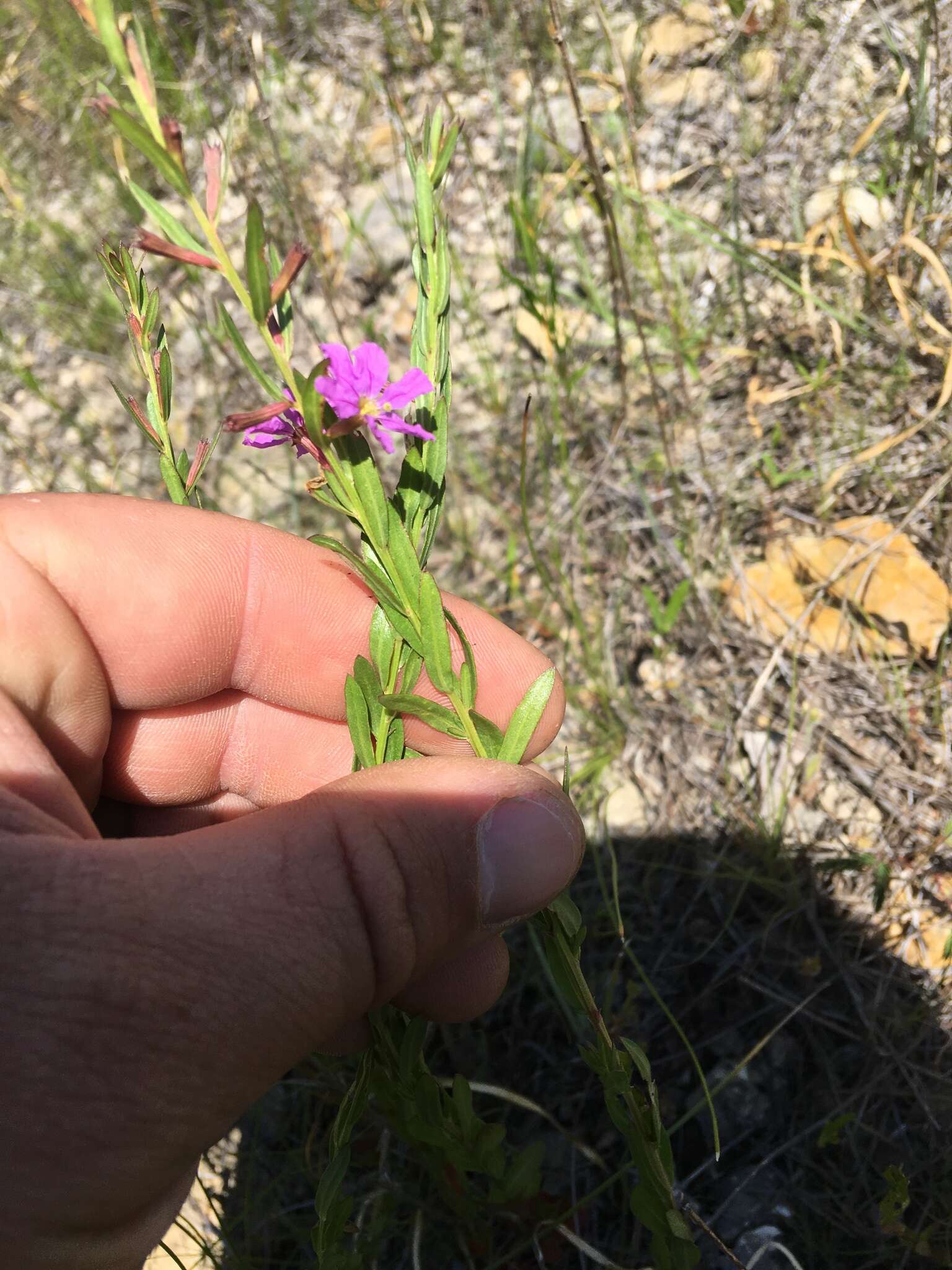 Imagem de Lythrum alatum Pursh