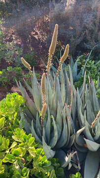 Image of Nespruit rock aloe