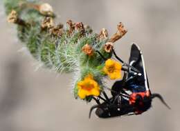 Image de Ctenucha brunnea Stretch 1872