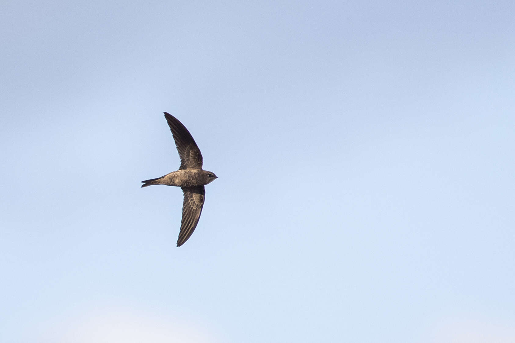 Image of Bradfield's Swift