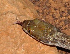 Image of Madagascarophis ocellatus Domergue 1987