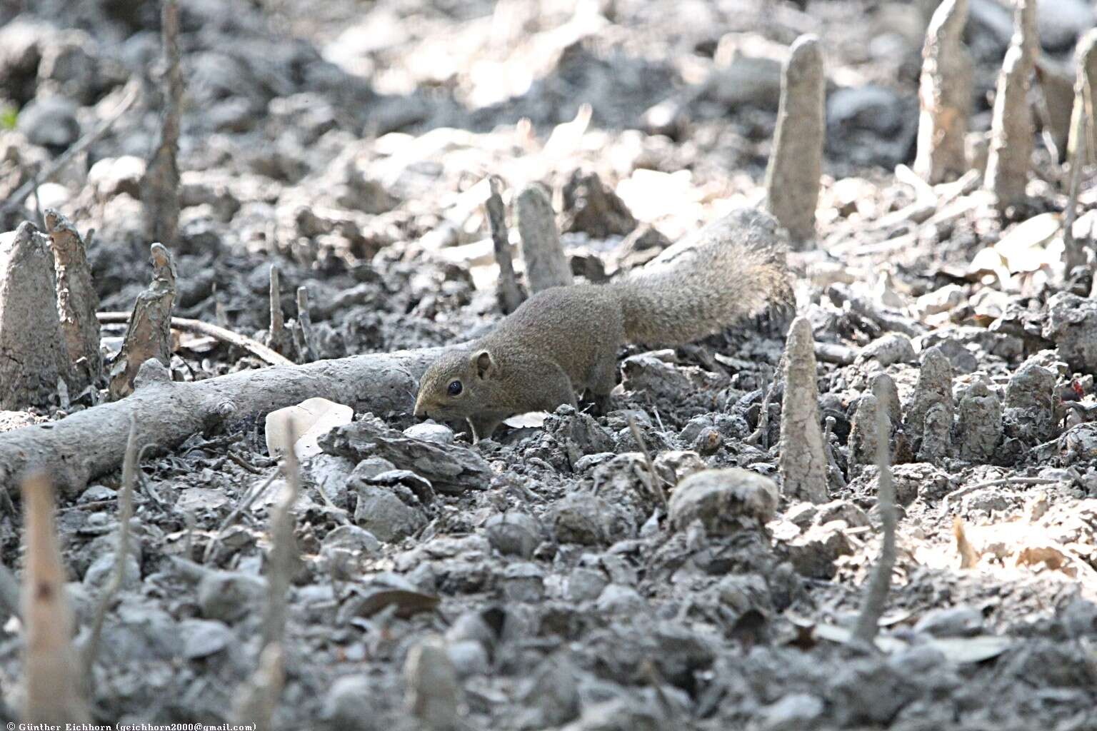 Слика од Callosciurus pygerythrus (I. Geoffroy Saint-Hilaire 1833)