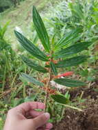 Image de Columnea querceti Oerst.