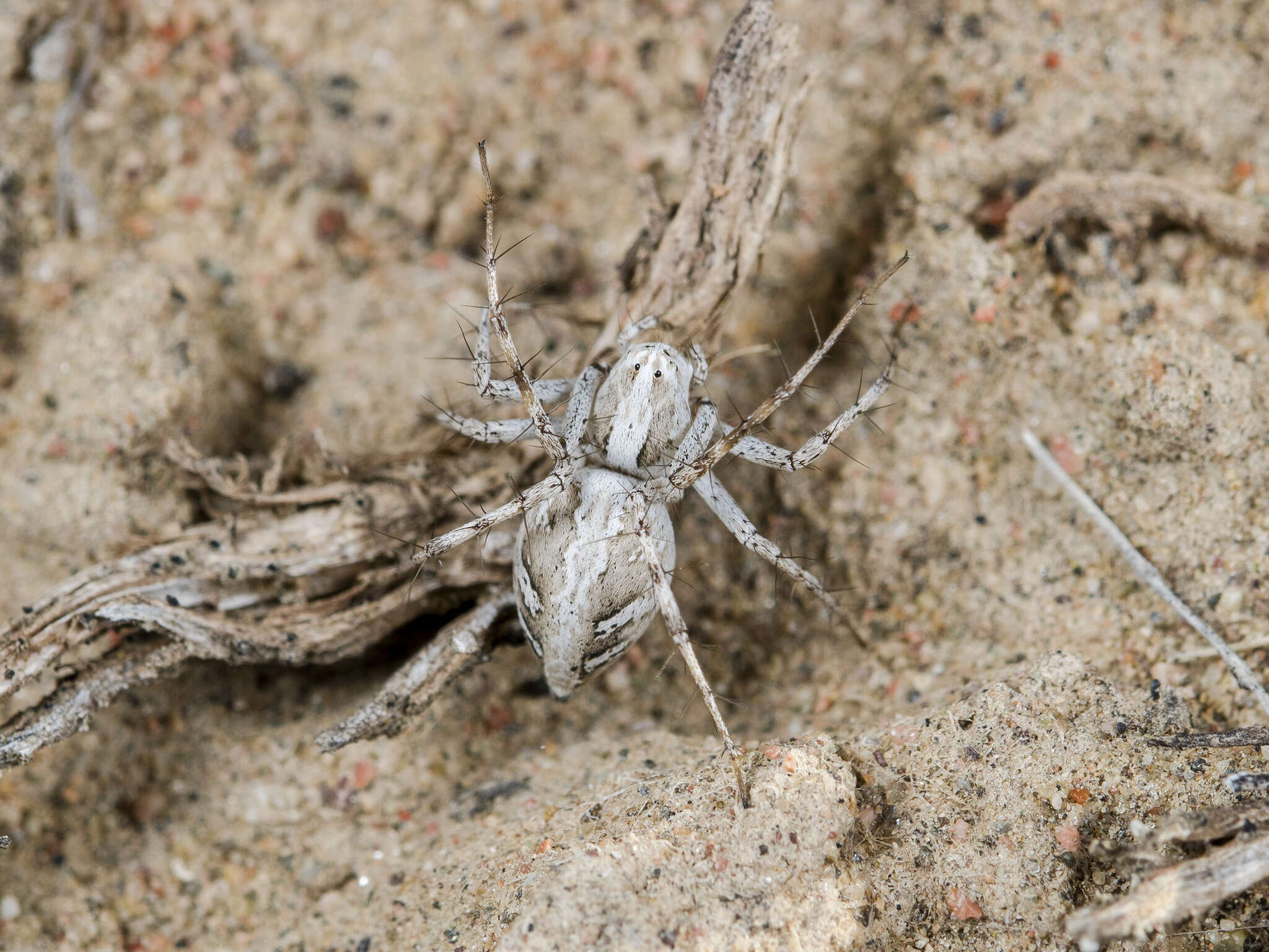 Image of Oxyopes globifer Simon 1876