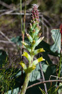 Image of Lachenalia longibracteata E. Phillips