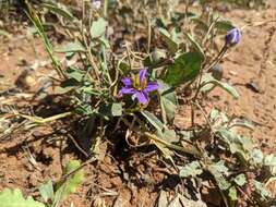 Image of Solanum esuriale Lindl.