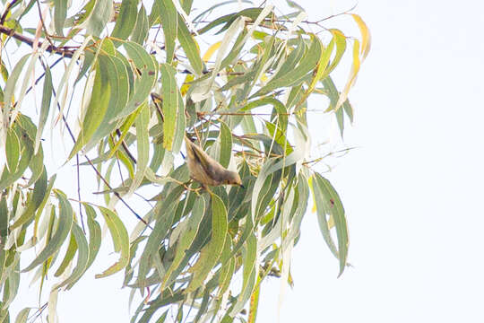 Image of Yellow-tinted Honeyeater