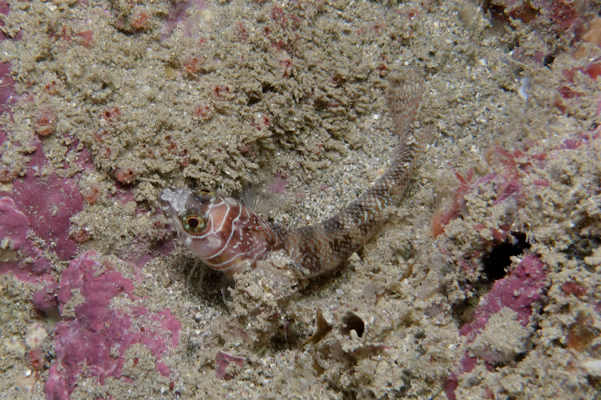 Image of Spectacled triplefin