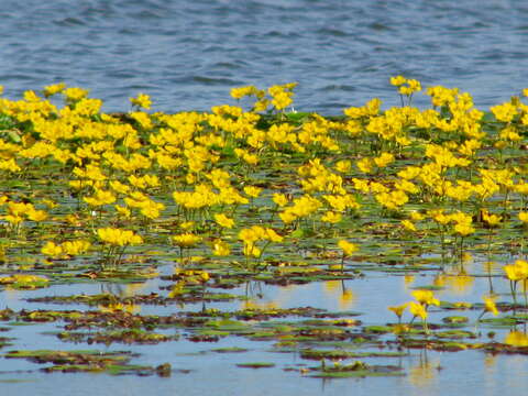 Image of yellow floatingheart