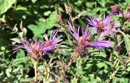 Image of mountain aster