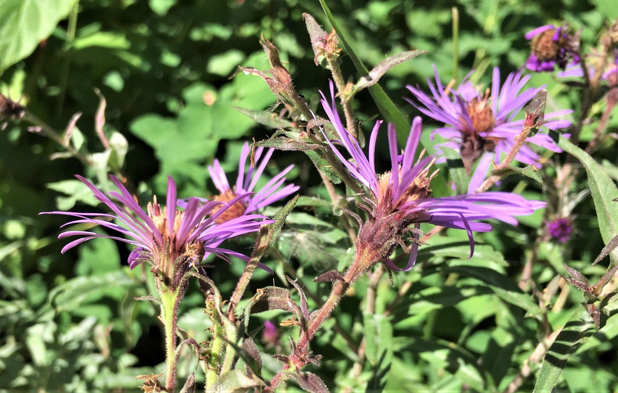 Image de Canadanthus