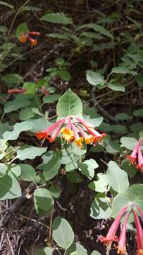 Lonicera arizonica Rehder的圖片