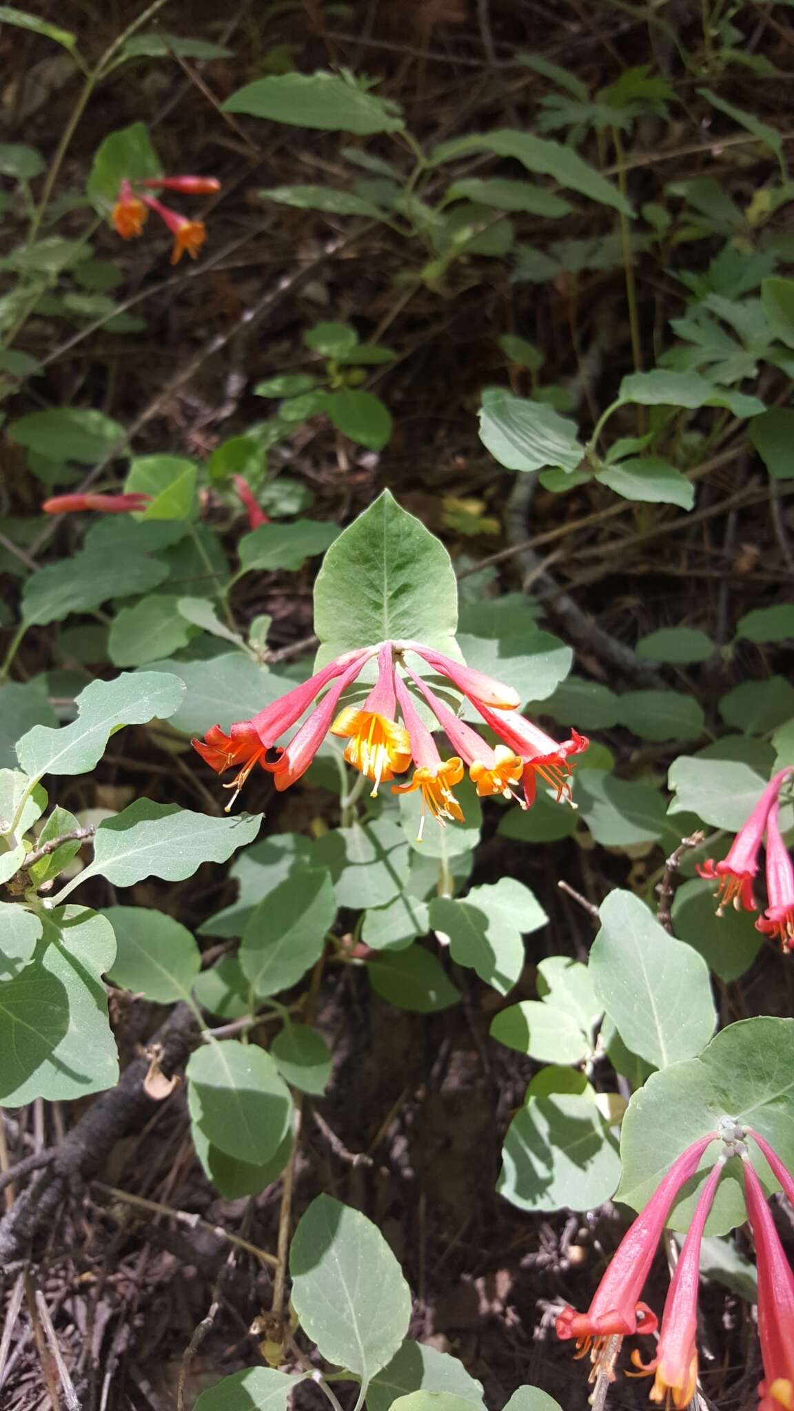 Image of Arizona honeysuckle