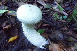 Image of Amanita chlorinosma (Peck) Lloyd 1898