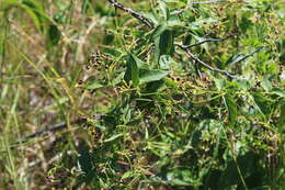 Image of Vincetoxicum scandens Sommier & Levier