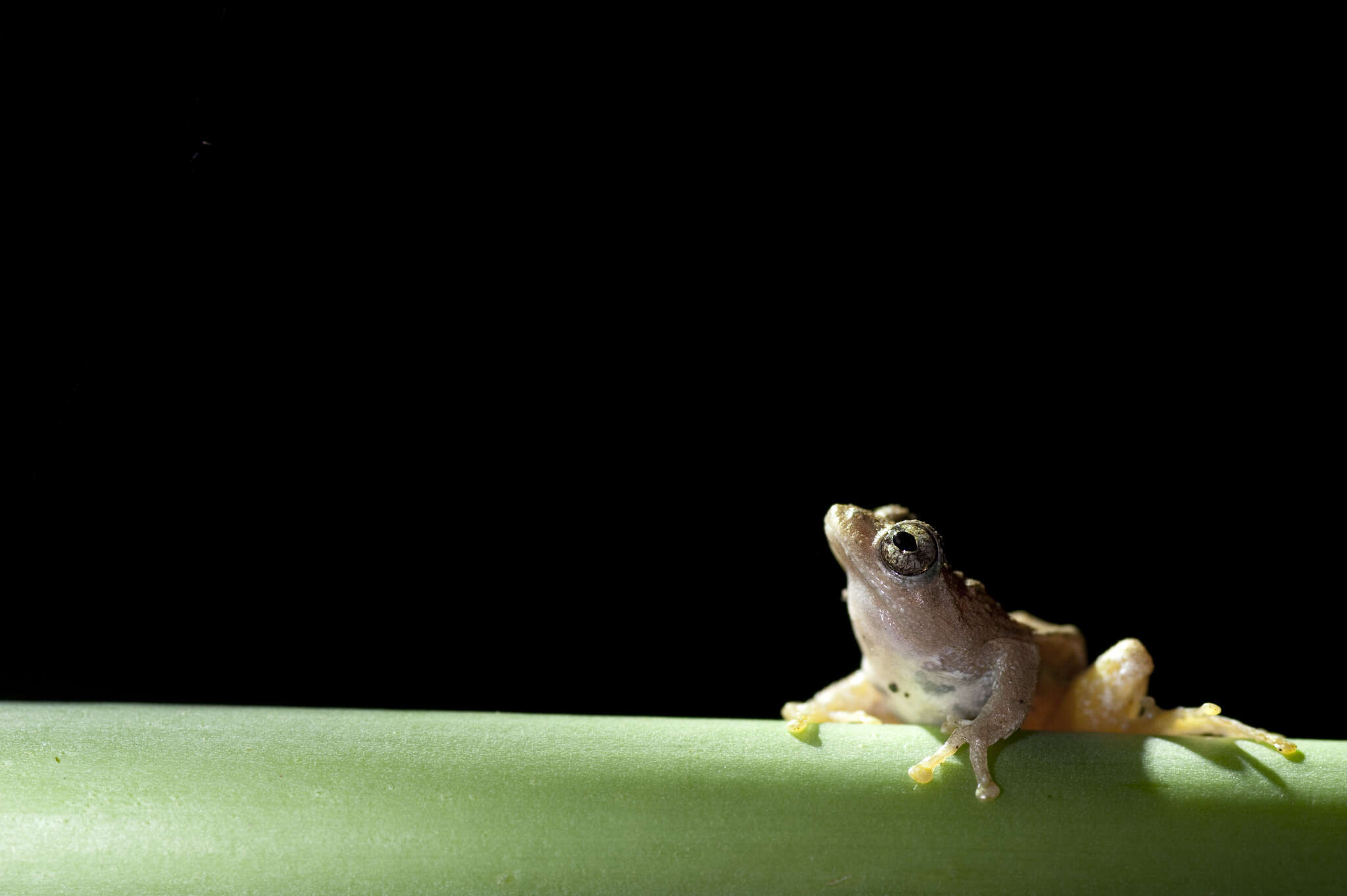 Image of Temple Tree Frog