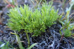 Image of Navarretia involucrata Ruiz & Pav.