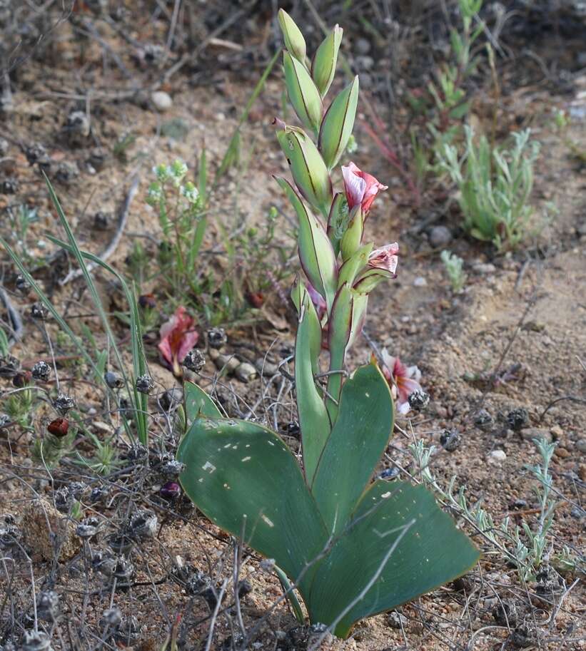 Image of Gladiolus equitans Thunb.