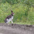 Imagem de Lepus othus Merriam 1900