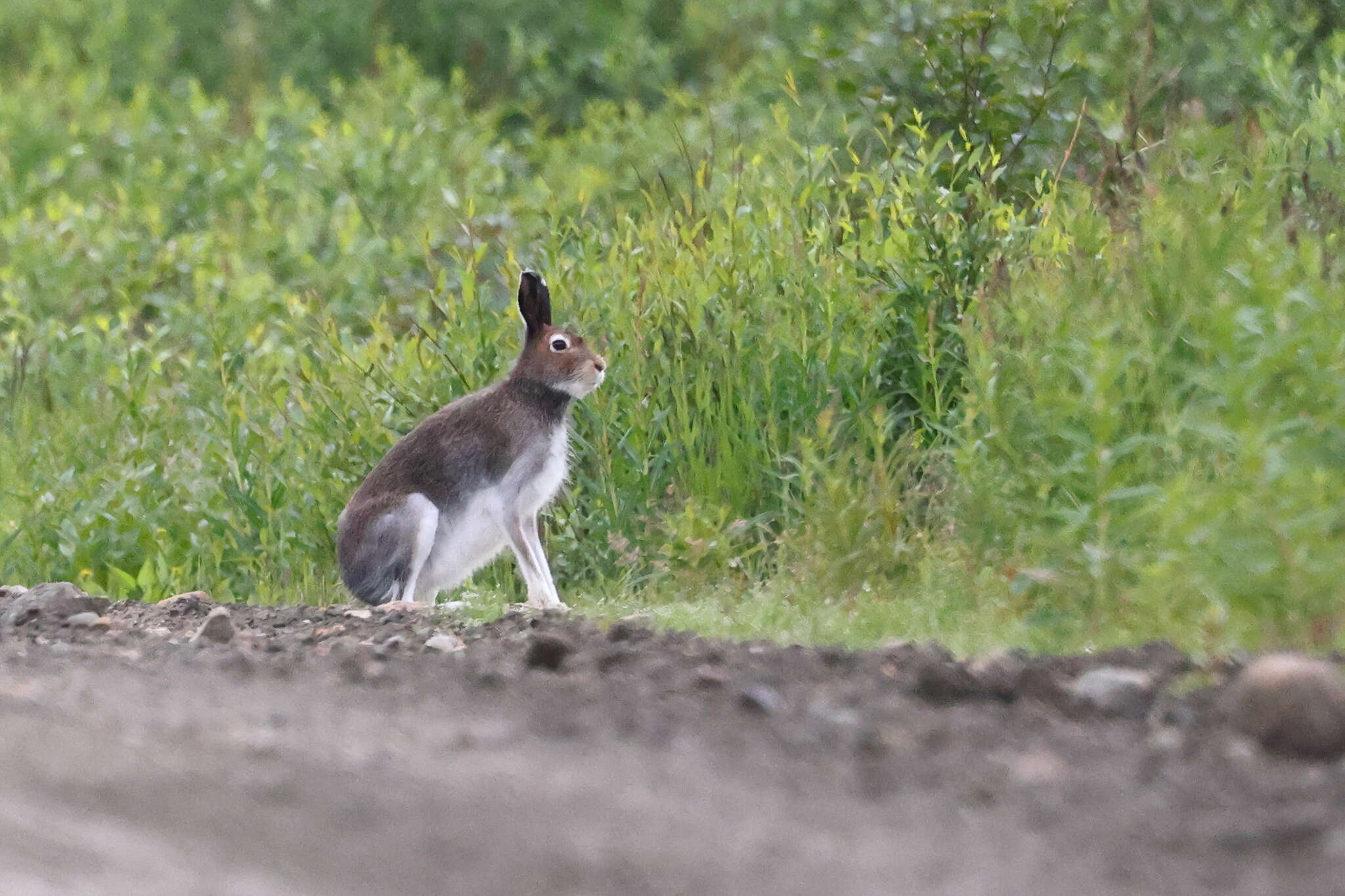 Image of Alaskan Hare