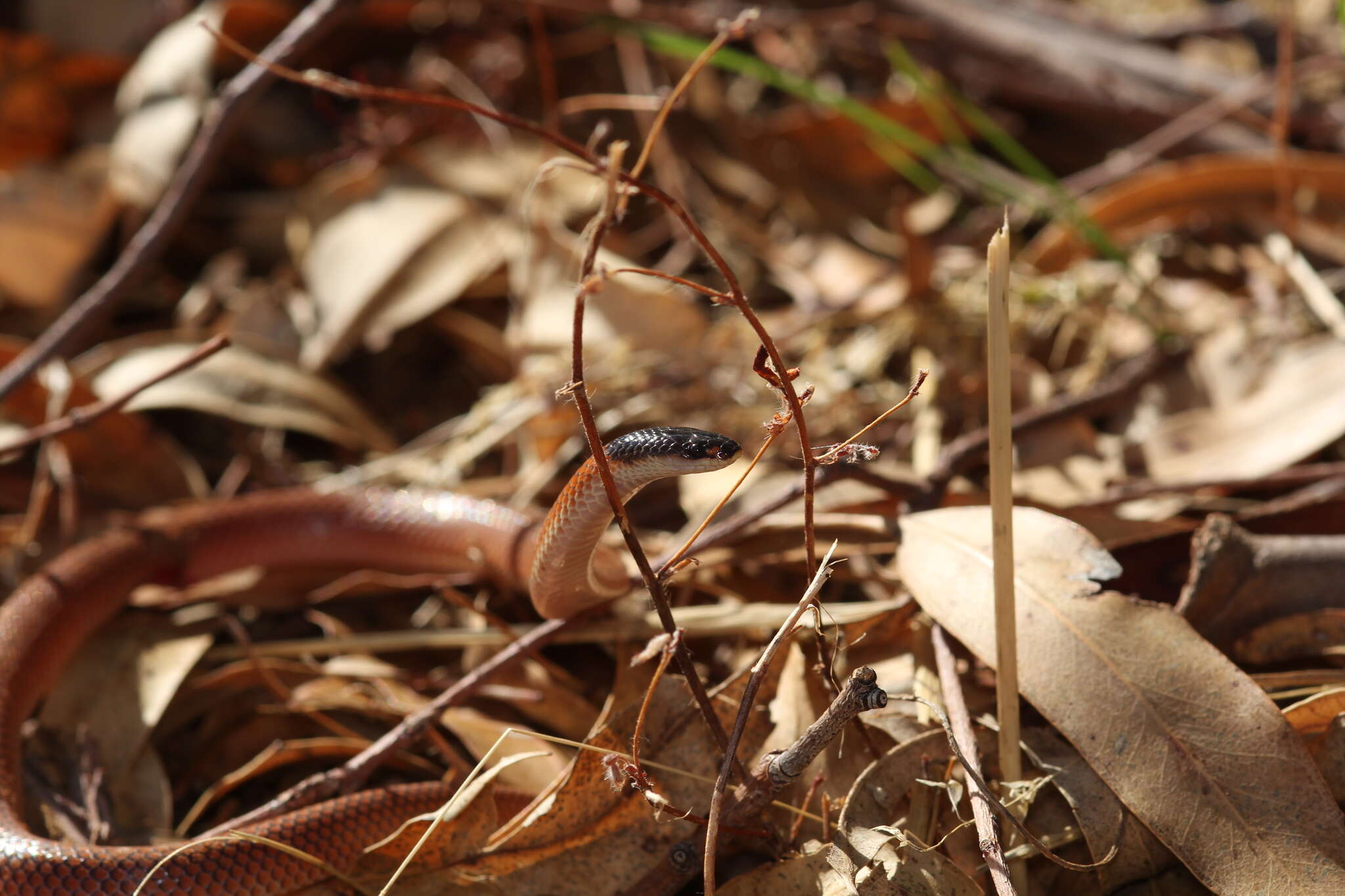 Image of Black-headed Snake