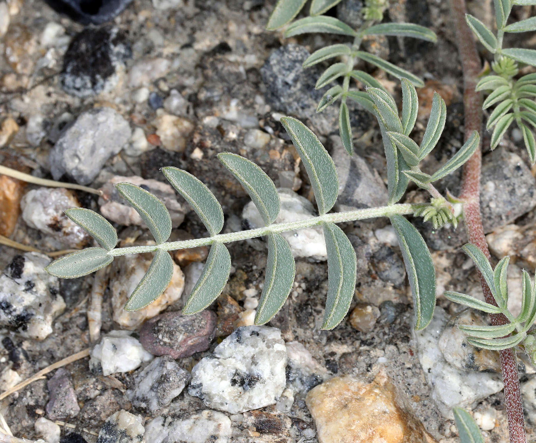 Image of northern freckled milkvetch