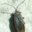 Image of Sephina nigripes Schmidt & E. 1907