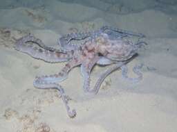 Callistoctopus ornatus (Gould 1852) resmi