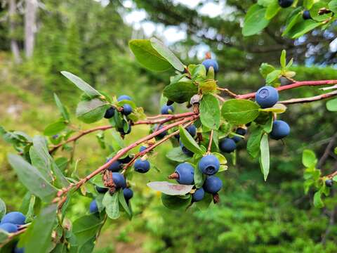 Image of Cascade Blueberry