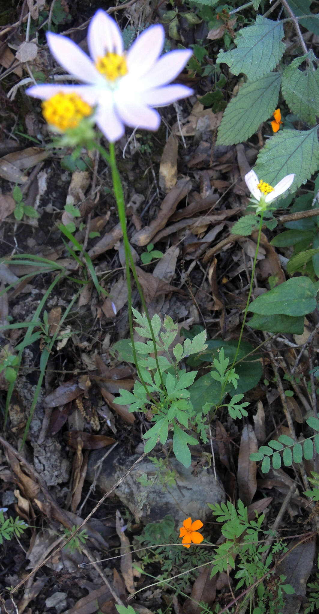 Image of Cosmos pacificus T. E. Melchert