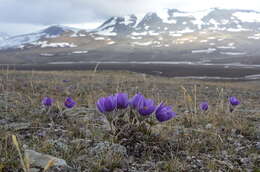 Image of cutleaf anemone