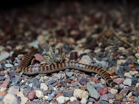 Brachyurophis semifasciatus Günther 1863的圖片