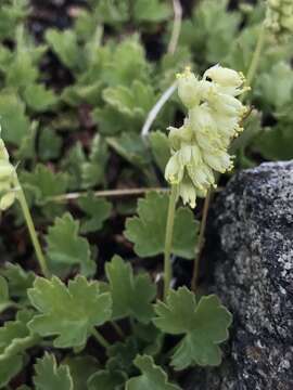 Image de Heuchera bracteata (Torr.) Ser.