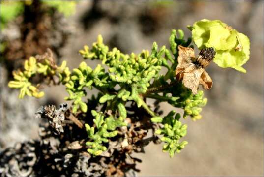 Lecocarpus pinnatifidus DC. resmi