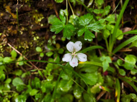 Image of Geranium suzukii Masam.