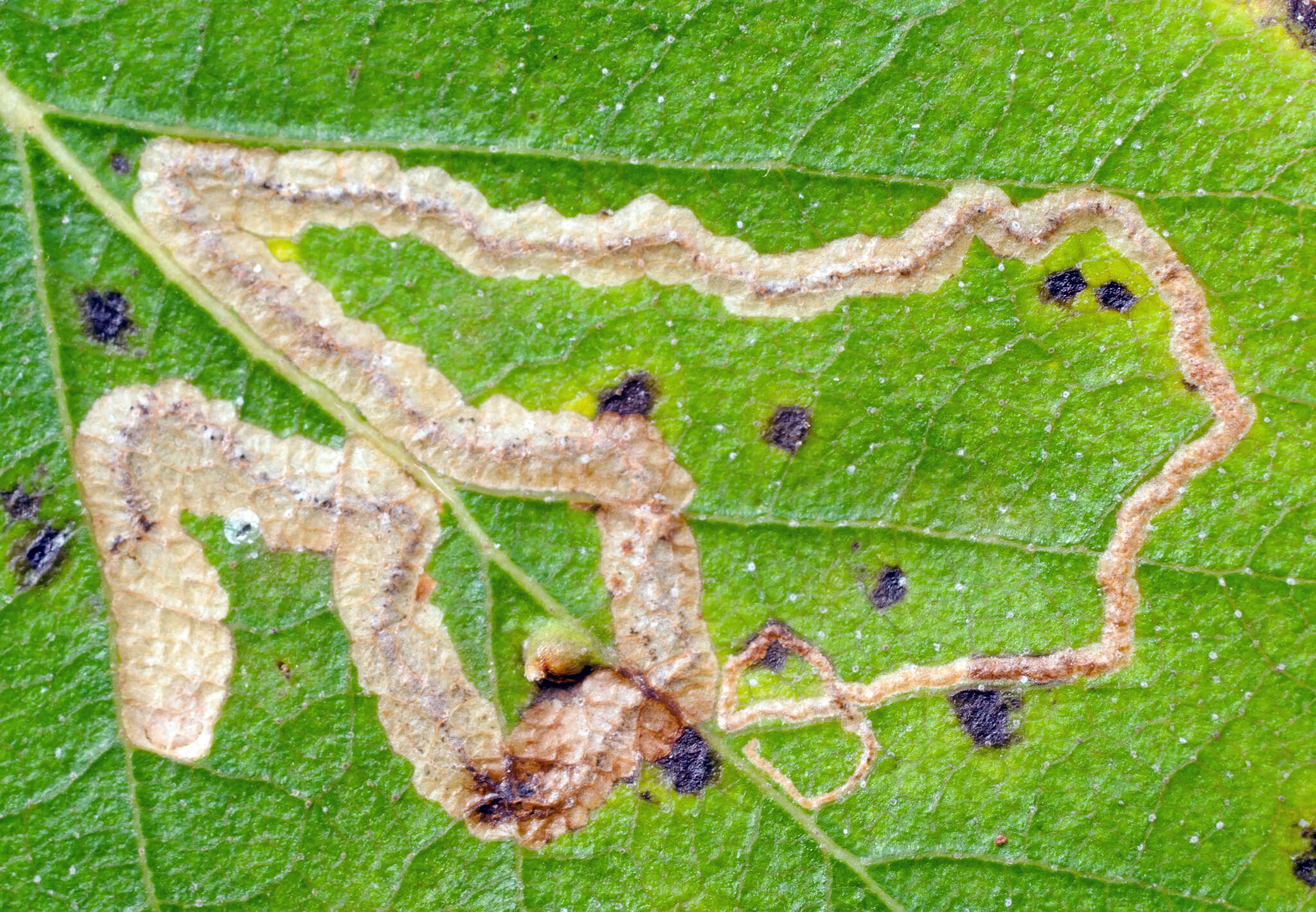 Image of Stigmella lapponica (Wocke 1862) Fletcher et al. 1945