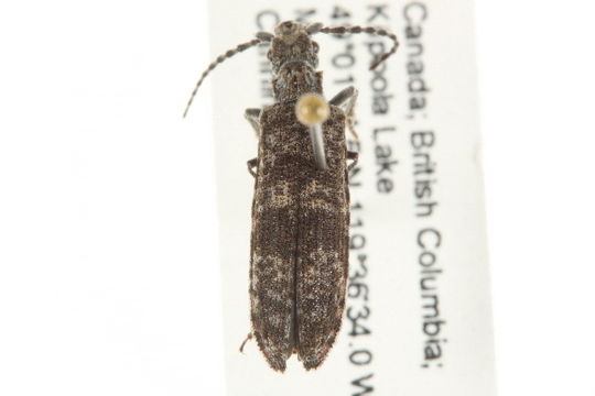 Image of <i>Priacma serrata</i> (Le Conte 1861)