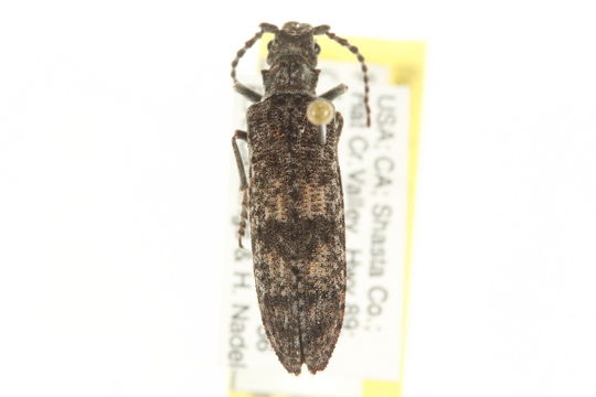Image of <i>Priacma serrata</i> (Le Conte 1861)
