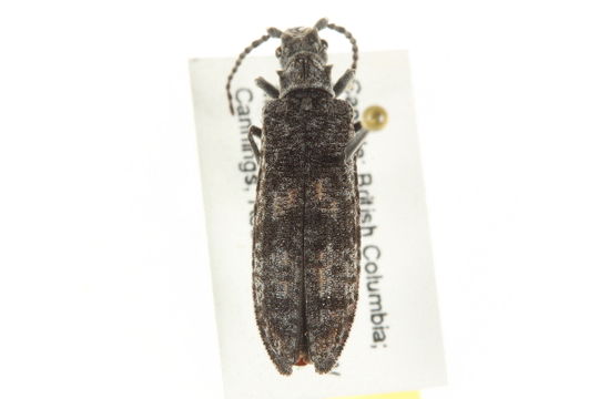 Image of <i>Priacma serrata</i> (Le Conte 1861)