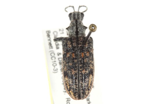Image of <i>Priacma serrata</i> (Le Conte 1861)