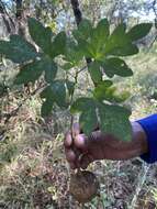 Image of Wild granadilla