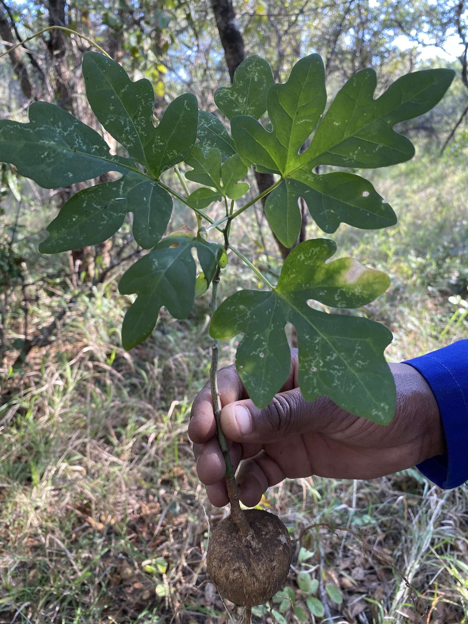 Image of Wild granadilla