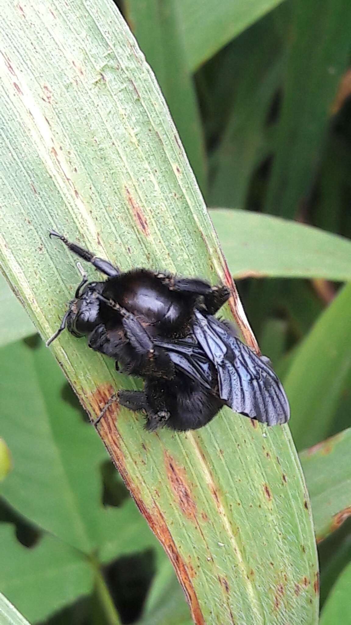 Image of Bombus morio (Swederus 1787)