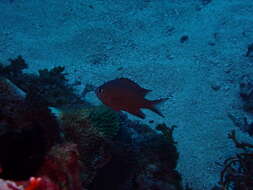 Image of Brown chromis