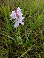 Image de Dactylorhiza maculata subsp. ericetorum (E. F. Linton) P. F. Hunt & Summerh.