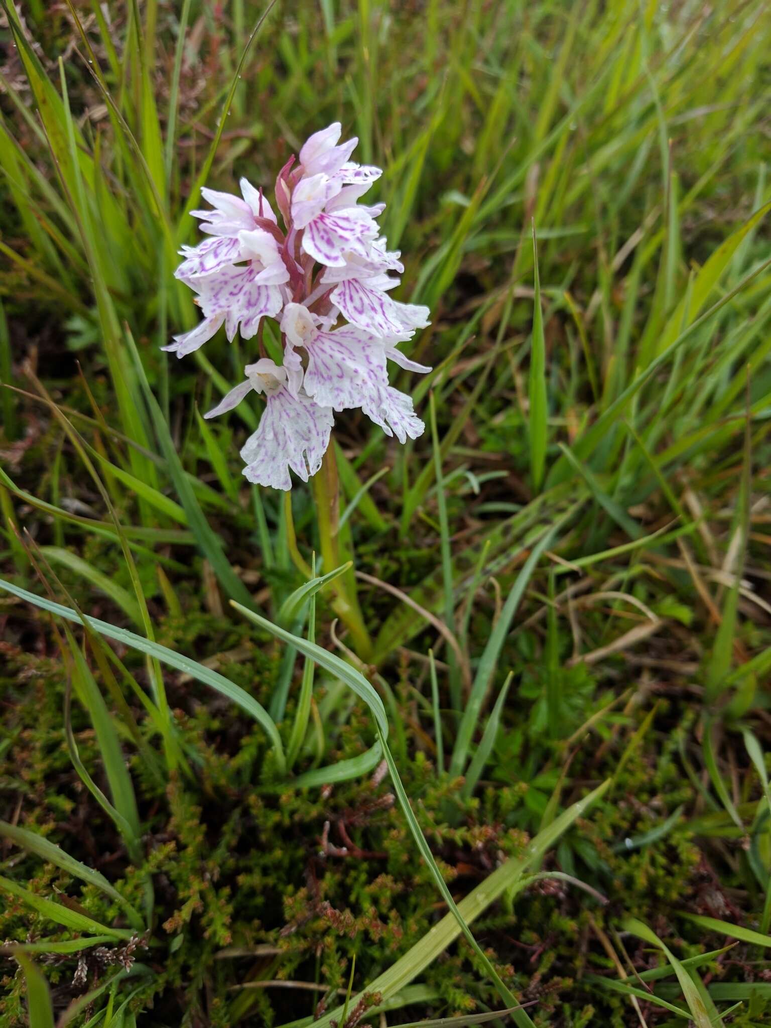 Image de Dactylorhiza maculata subsp. ericetorum (E. F. Linton) P. F. Hunt & Summerh.