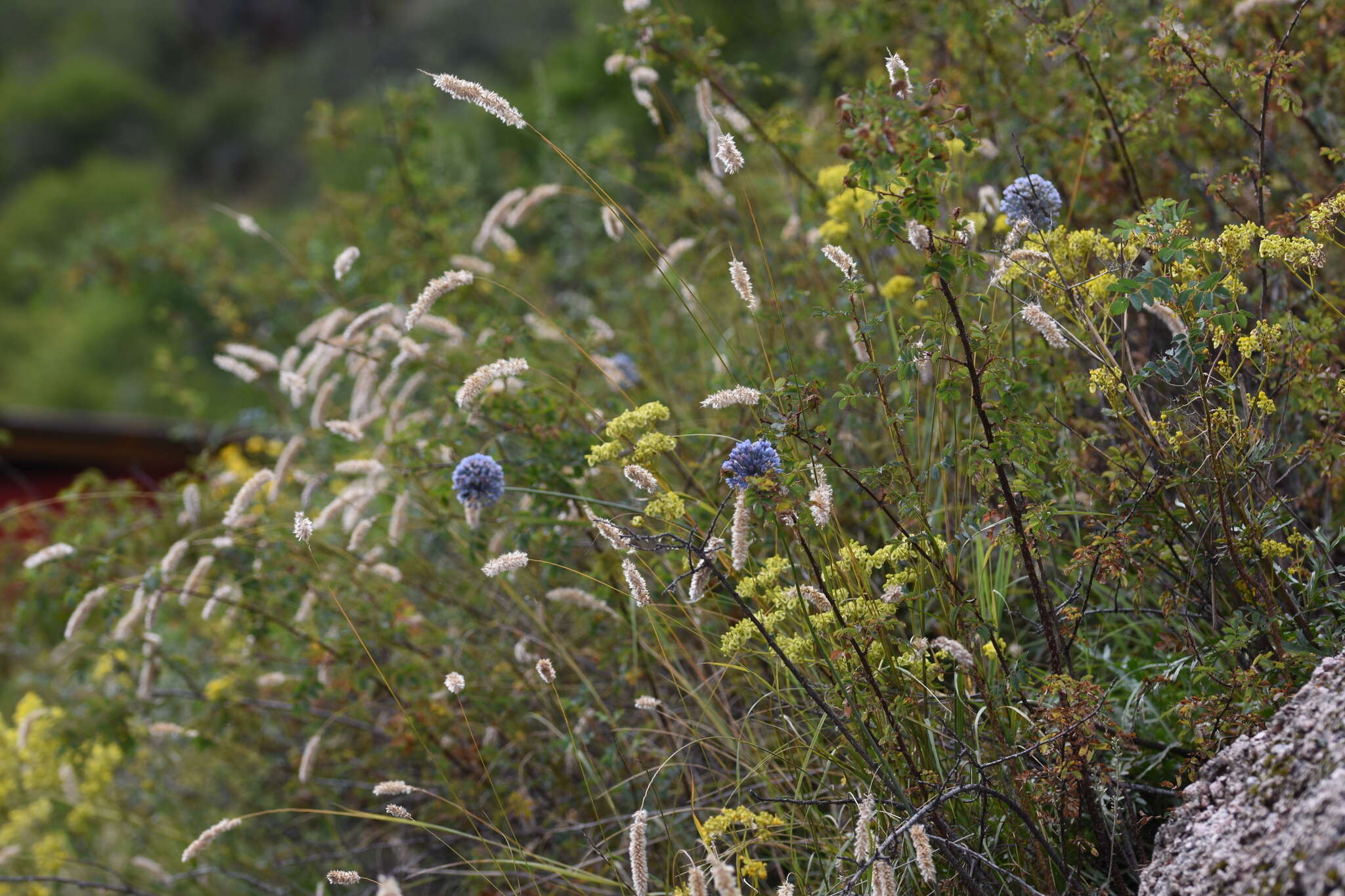 Image of Allium caesium Schrenk