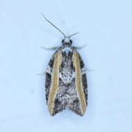 Image of Eastern Black-headed Budworm Moth